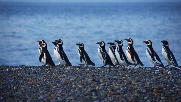 Full day trip with penguins for cruisers in El Pedral